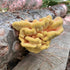 Organic Chicken of the Woods Sawdust Spawn
